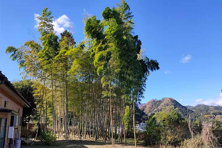 裏庭の竹林