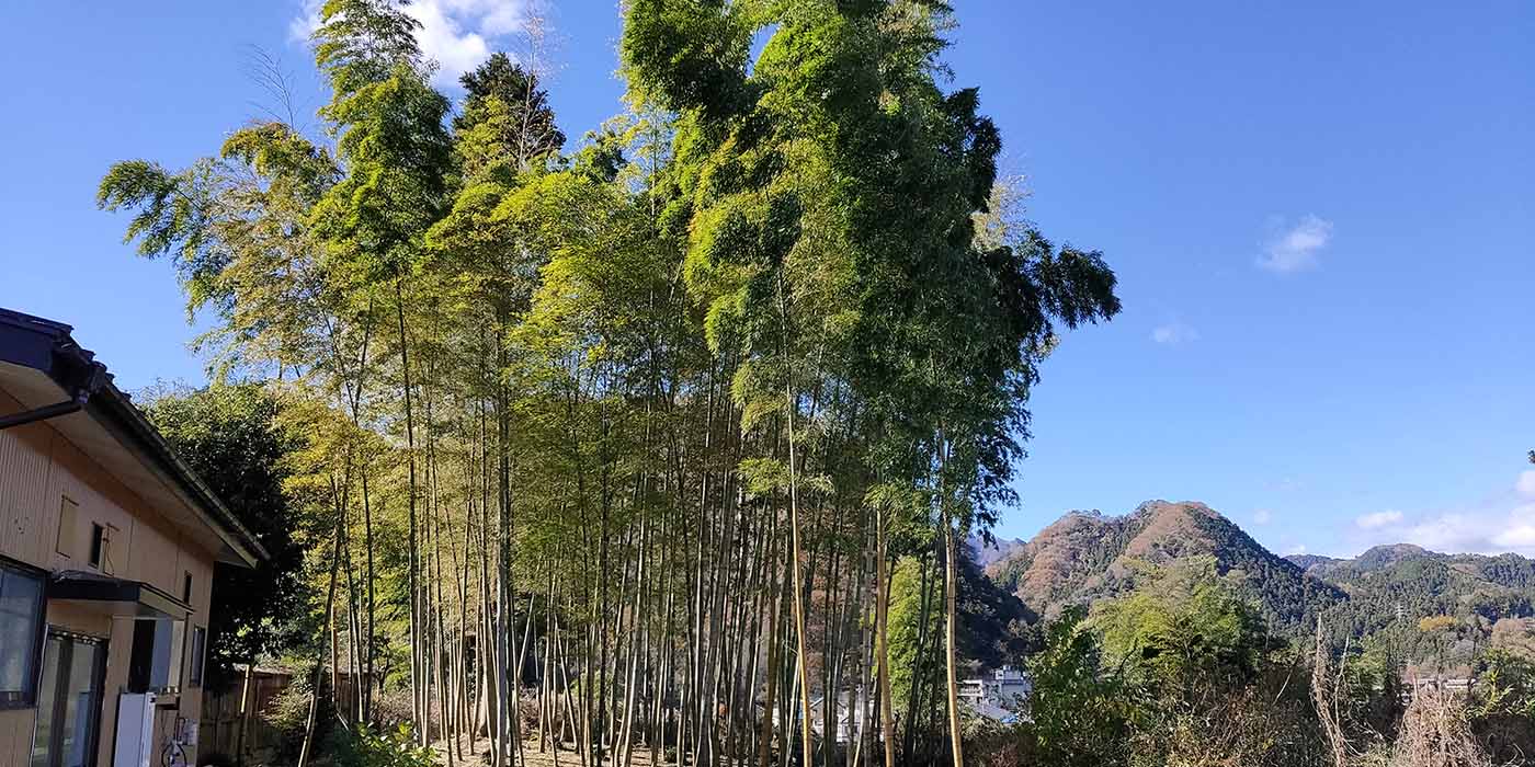 宮畑荘裏の竹林